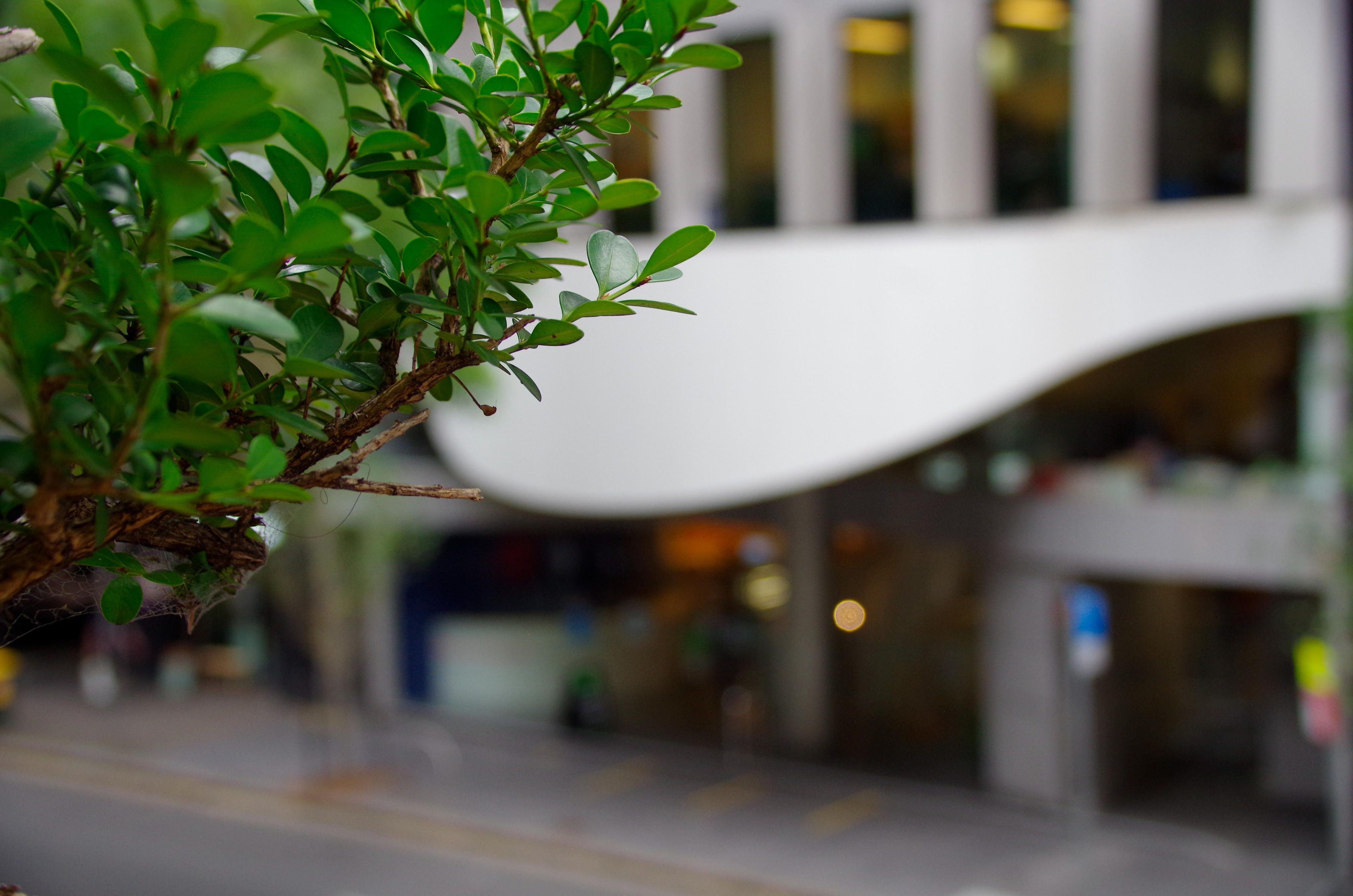 Exterior of Alliance Francaise de Sydney Harry Seidler Building showing greenery